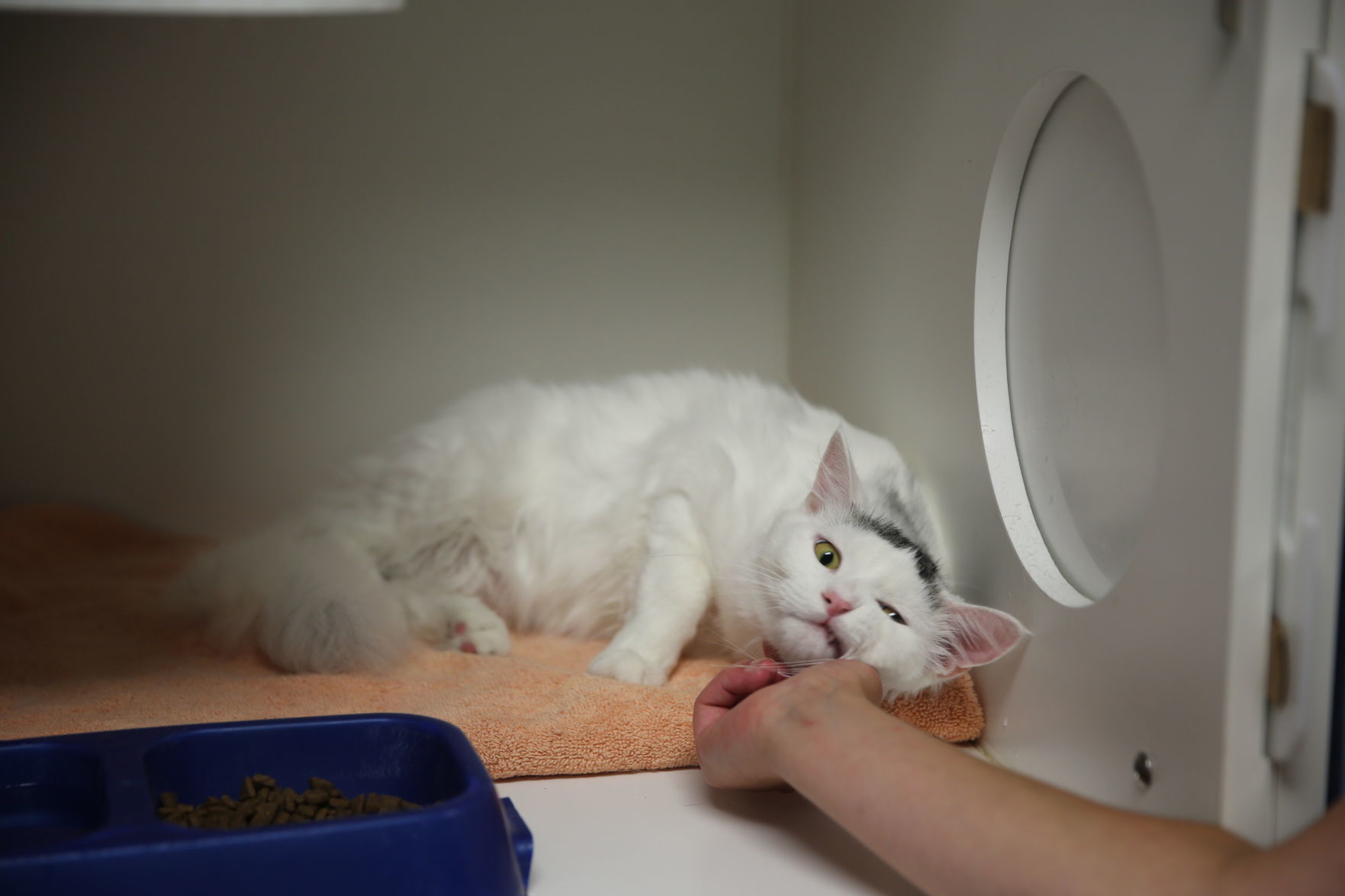 Atlantic County Animal Shelter's Clear the Shelter event Satuday, Aug. 17, 2019. The event runs through Sunday, Aug. 18.